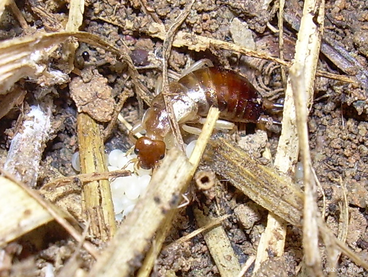 Forficula auricularia con le proprie uova!!??